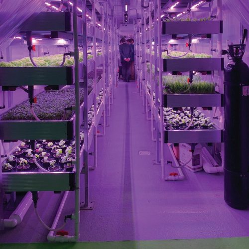 Crops growing under LED lights inside the container